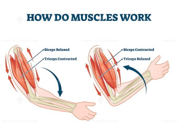 How Do Muscles Work
