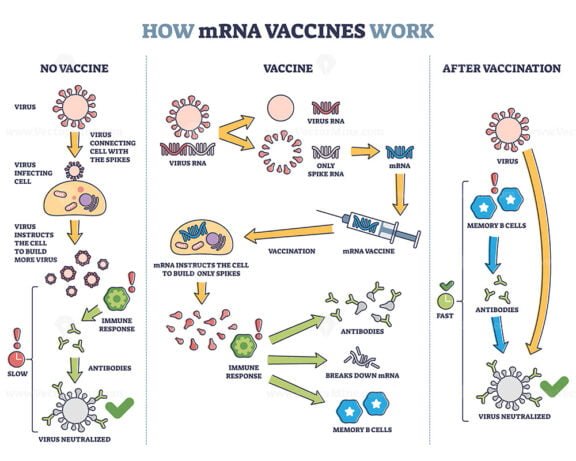 How mRNA Vaccines Work outline