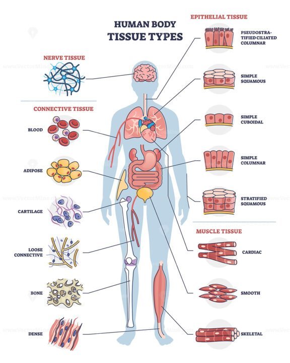 Human Body Tissue Types outline