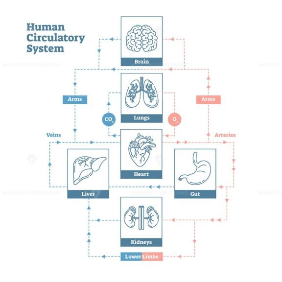 Human Circulatory System Art