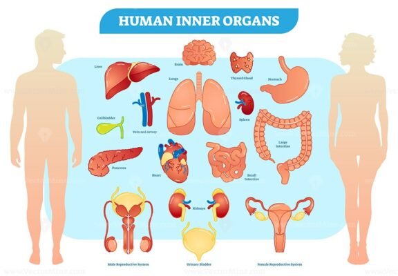 Human Inner Organs