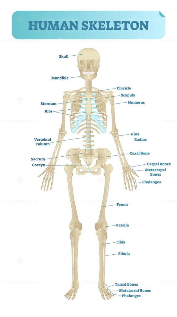 Human Skeleton 2