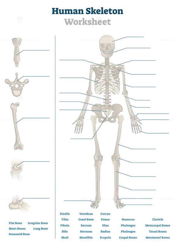 Human Skeleton worksheet