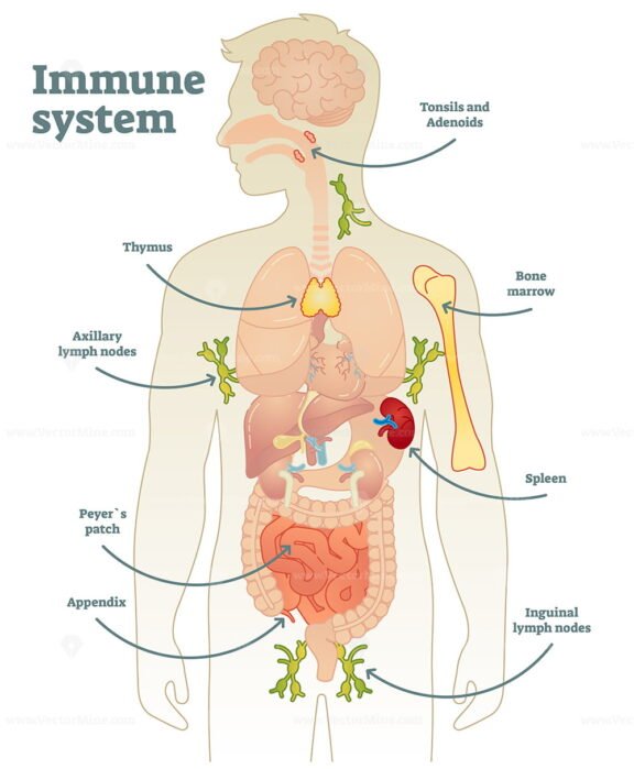 ImmuneSystem