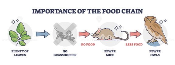 Importance of the Food Chain ouline diaram