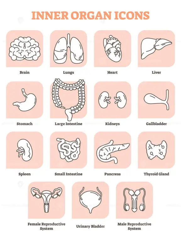 Inner Organ Icons