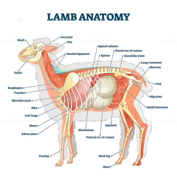 Lamb Anatomy
