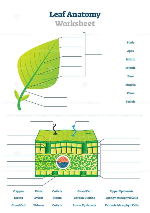 Leaf Anatomy worksheet