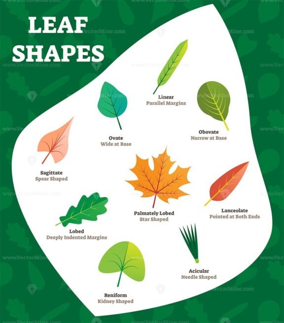 Leaf Shapes kids