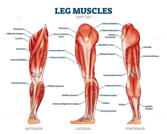 Leg Muscles small