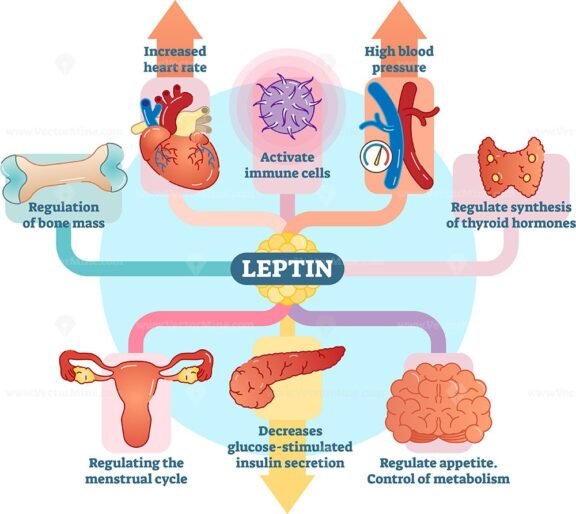 Leptin Hormone