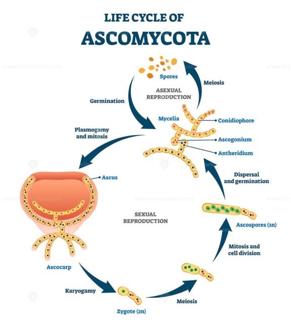 Life Cycle of Ascomycota