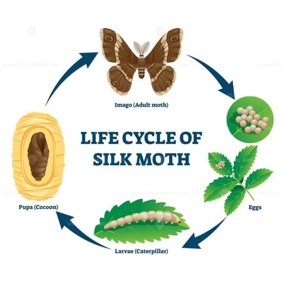 Life cycle of silk moth