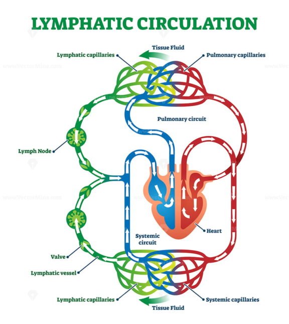 Lymphatic Circulation