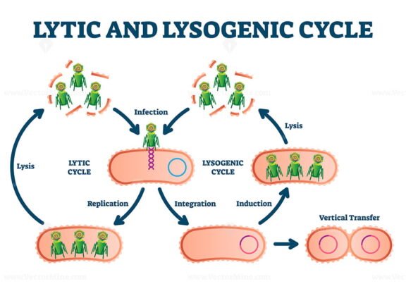 Lysogenic and Lytic Cycle