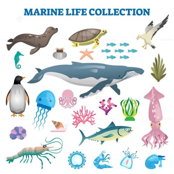 Marine Life Collection