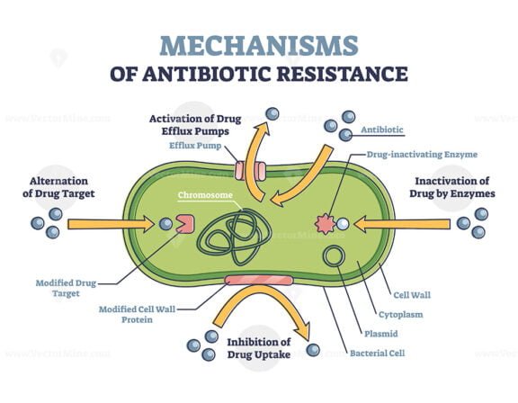 Mechanisms of Antibiotic Resistance outline diagram 2
