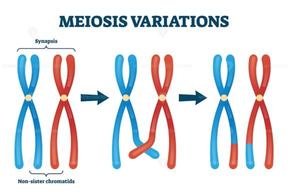 Meiosis Variations