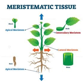 Meristematic Tissue