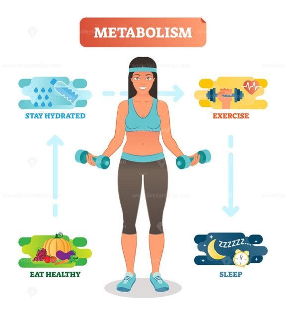 Metabolism Diagram2