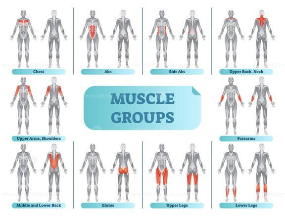 Muscle Groups