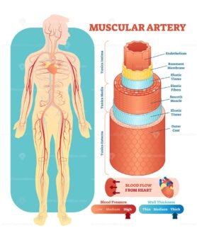 Muscular Artery