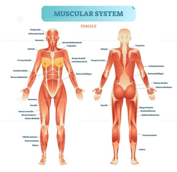 Muscular System Female