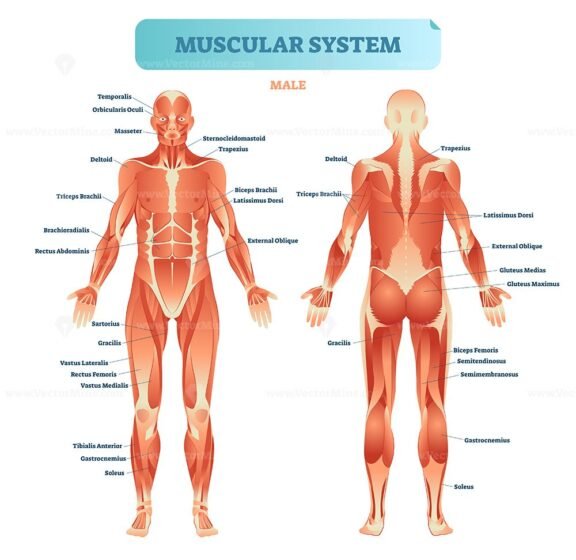 Muscular System Male