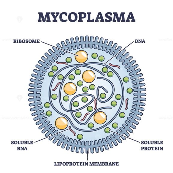 Mycoplasma outline