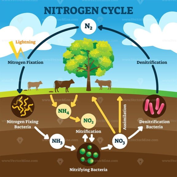 Nitrogen Cycle 2