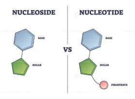 Nucleoside VS Nucleotide