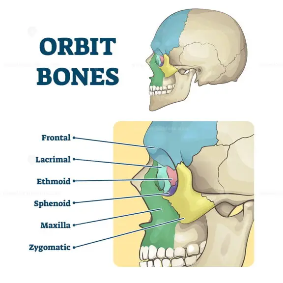 Orbit Bones