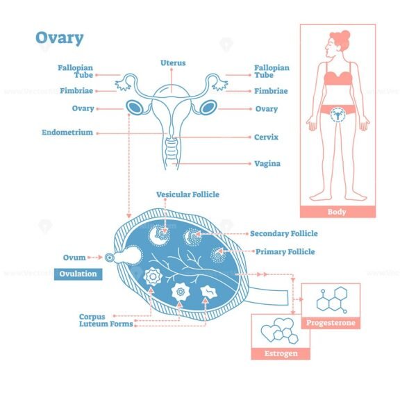 Ovary OutlineStyle