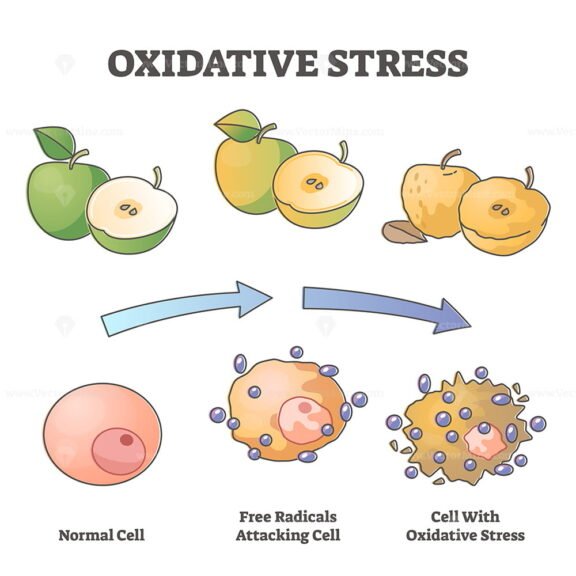 Oxidative Stress outline 1