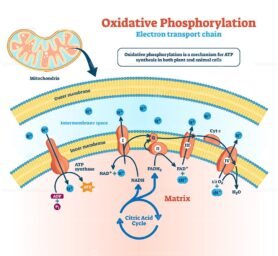 Oxidative phosphorylation