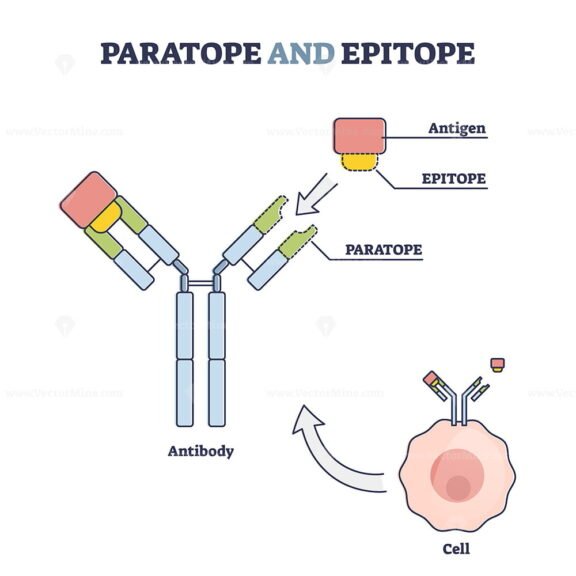 Paratope and Epitope outline