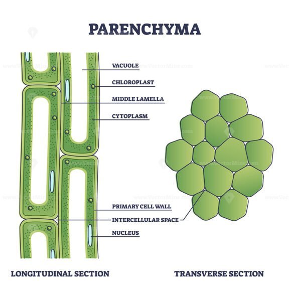 Parenchyma outline diagram