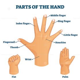 Parts of the hand