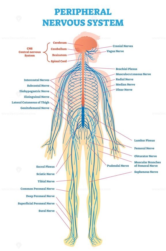 Peripheral Nervous System Nerves