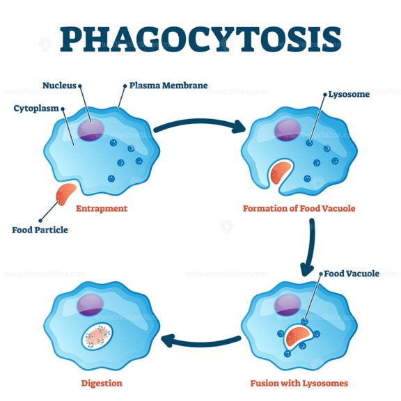 Phagocytosis