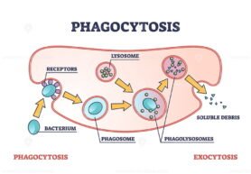 Phagocytosis outline