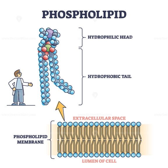 Phospholipid outline diagram