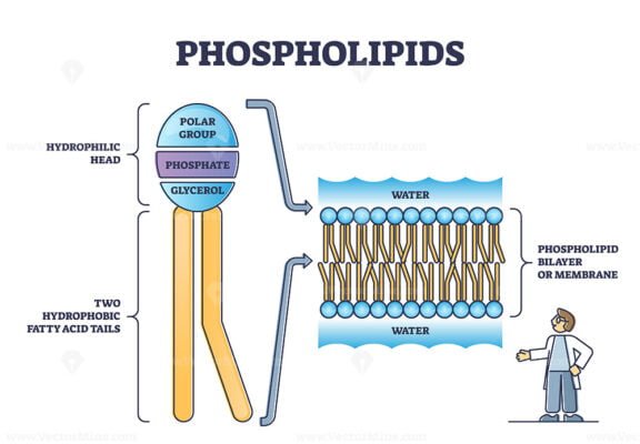 Phospholipids 2 outline diagram