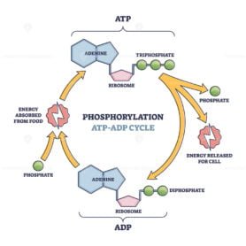 Phosphorylation outline Diagram