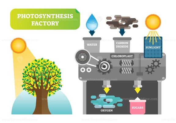 Photosynthesis Factory