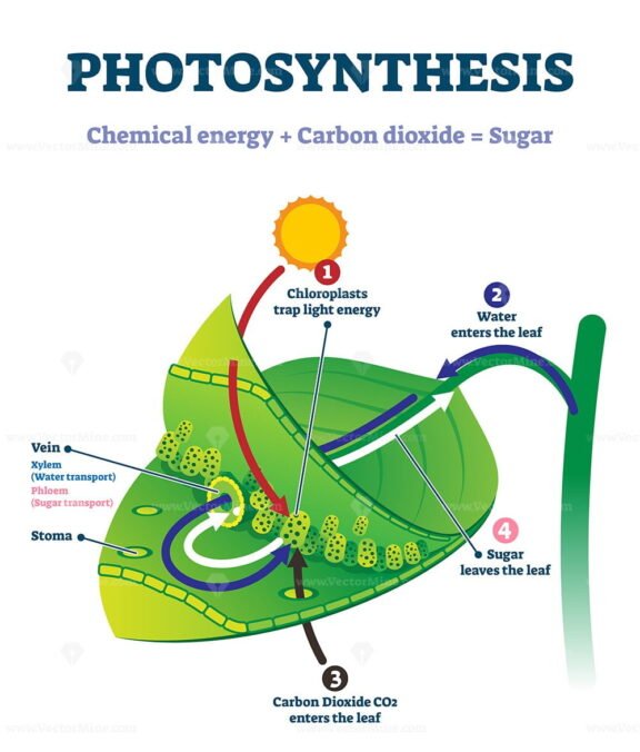 Photosynthesis leaf