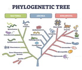 Phylogenetic Tree outline diagram