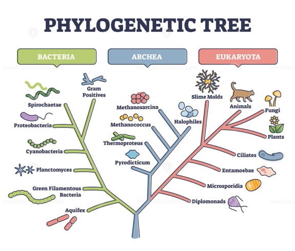 Phylogenetic Tree outline diagram