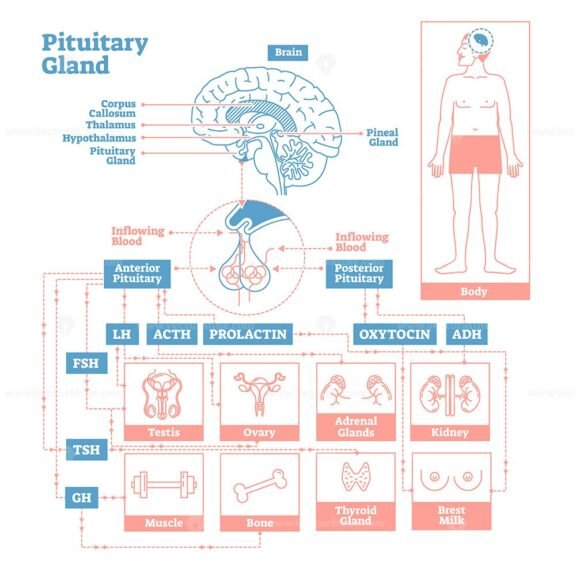 Pituitary Gland OutlineStyle
