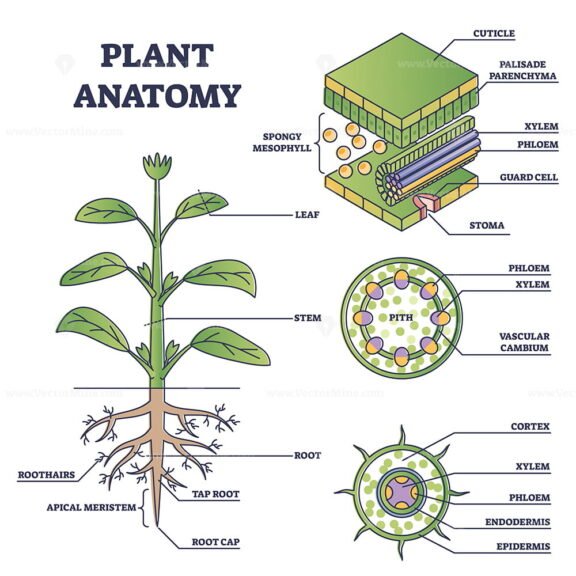 Plant Anatomy outline diagram